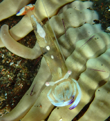 2_���ɥꥫ���쥨��_�����꡼�󥷥�å� 2026-02-15 103021.png