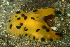 2_����ʥĥΥ��䥦�ߥ���_�����꡼�󥷥�å� 2025-12-14 055030.png