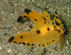 2_����ʥĥΥ��䥦�ߥ���_�礭����_�����꡼�󥷥�å� 2025-12-21 070923.png