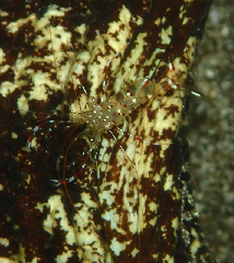 2_ꥢʡס꡼󥷥å 2025-11-03 094024.png