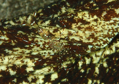 2_ꥢʡס꡼󥷥å 2025-11-03 094201.png