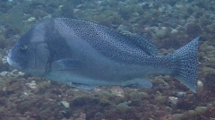 2_�����祦����_�����꡼�󥷥�å� 2025-12-21 071933.png