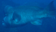 2_���֥���_������Ȥ���_�����꡼�󥷥�å� 2026-01-25 123019.png