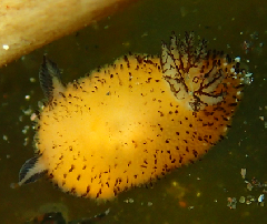 2_���ޥեӥ����ɥ��ߥ���_�����꡼�󥷥�å� 2026-02-15 102248.png