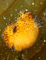 2_���ޥեӥ����ɥ��ߥ���_�����꡼�󥷥�å� 2026-02-15 102459.png