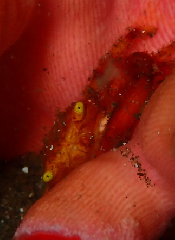 2_���󥴥��ˡ������꡼�󥷥�å� 2026-01-19 084042.png