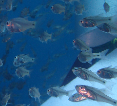 2_꡼󥷥å 2025-11-30 074453.png