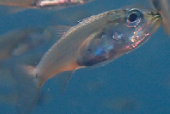 2_꡼󥷥å 2025-11-30 075407.png