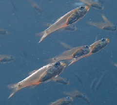 2_꡼󥷥å 2025-11-30 075457.png