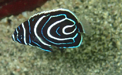 2_���ƥ��ޥ�����㥯����_�����꡼�󥷥�å� 2026-01-25 121921.png