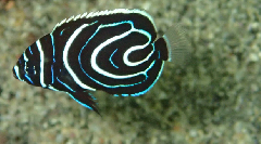 2_���ƥ��ޥ�����㥯����_�����꡼�󥷥�å� 2026-01-25 122021.png