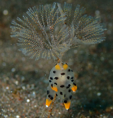 2_�ĥΥ��䥦�ߥ����������꡼�󥷥�å� 2026-01-19 084120.png