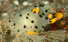 2_�ĥΥ��䥦�ߥ���_�����꡼�󥷥�å� 2025-12-14 055419.png