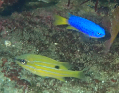 2_�˥������ۥ��ե������ȥ��饹�������_�����꡼�󥷥�å� 2025-12-21 072224.png