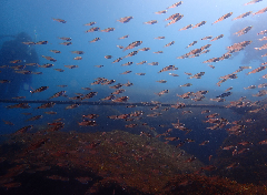 2_�ͥ�֥ĥ����η��졡�����꡼�󥷥�å� 2026-01-19 083607.png