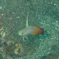 2_ϥƥ‗꡼󥷥å 2025-11-03 093617.png