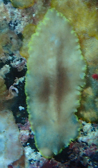 2_�ҥ�ॷ_������Ȥ���_�����꡼�󥷥�å� 2026-01-25 122742.png