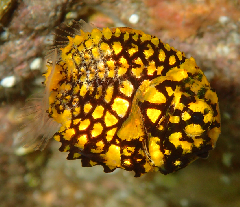 2_ޥĥ꡼󥷥å 2025-11-10 073221.png