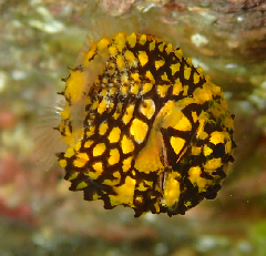 2_ޥĥ_꡼󥷥å 2025-11-10 073006.png