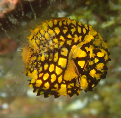 2_ޥĥ_꡼󥷥å 2025-11-10 073045.png