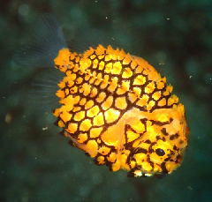 2_�ޥĥ�������_�����꡼�󥷥�å� 2026-02-15 101847.png