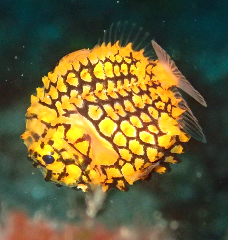 2_�ޥĥ�������_�����꡼�󥷥�å� 2026-02-15 102001.png