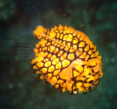 2_�ޥĥ�������_�����꡼�󥷥�å� 2026-02-15 102143.png