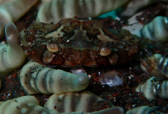 2_�ޥ륬���ߡ������꡼�󥷥�å� 2026-01-19 083820.png