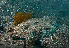 2_�ᥬ�ͥ����������꡼�󥷥�å� 2026-01-19 083918.png