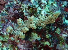 2_��ӥ��ߥ���_�����꡼�󥷥�å� 2026-01-25 125439.png