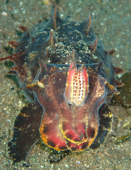 2_��Ļ±_�����꡼�󥷥�å� 2026-02-15 103255.png