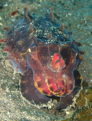 2_��Ļ±_�����꡼�󥷥�å� 2026-02-15 103558.png