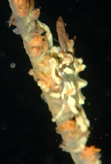 3_ܥХʥˡ꡼󥷥å 2025-11-03 095115.png