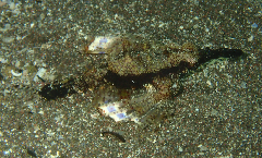 3_ߥƥ󥰡꡼󥷥å 2025-11-03 094925.png