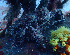 3_������󥫥��륢�󥳥�_�����꡼�󥷥�å� 2026-02-15 104918.png