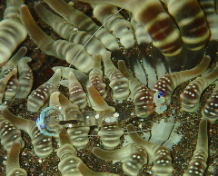 3_ɥꥫ쥨ӡ꡼󥷥å 2025-11-03 095256.png