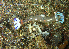 3_���ɥꥫ���쥨��_�����꡼�󥷥�å� 2025-12-14 060703.png