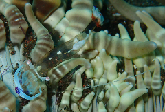 3_���ɥꥫ���쥨��_�����꡼�󥷥�å� 2026-02-15 104418.png