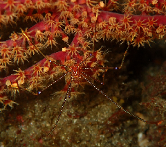 3_����ȥޥ��饨�ӡ������꡼�󥷥�å� 2026-01-19 084805.png