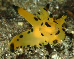 3_����ʥĥΥ��䥦�ߥ���_�����꡼�󥷥�å� 2025-12-14 061031.png