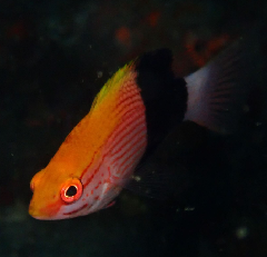 3_���ĥͥ٥���ĵ��������꡼�󥷥�å� 2026-01-19 084533.png