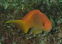 3_���󥮥�ϥʥ���‗�����꡼�󥷥�å� 2025-12-21 075329.png