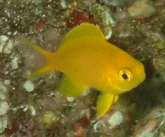 3_ͥĵ‗꡼󥷥å 2025-11-10 074233.png