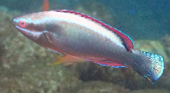 3_꡼󥷥å 2025-11-30 081330.png