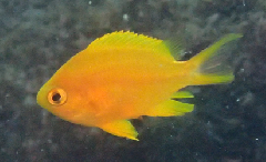 3_꡼󥷥å 2025-11-30 082935.png