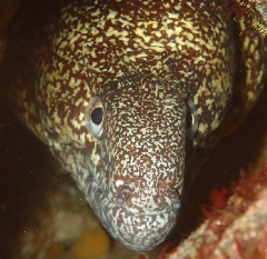 3_꡼󥷥å 2025-11-30 083508.png