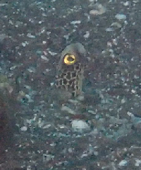 3_󥢥ʥ_꡼󥷥å 2025-11-03 094414.png