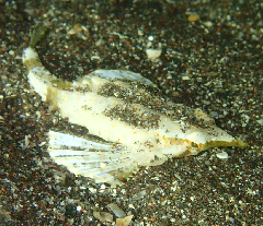 3_ƥ󥰥Υȥ꡼󥷥å 2025-11-03 094624.png