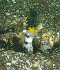 3_ͥܥ꡼󥷥å 2025-11-03 095436.png