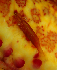 3_�ҥȥǥ�ɥꥨ��‗�����꡼�󥷥�å� 2025-12-21 074005.png